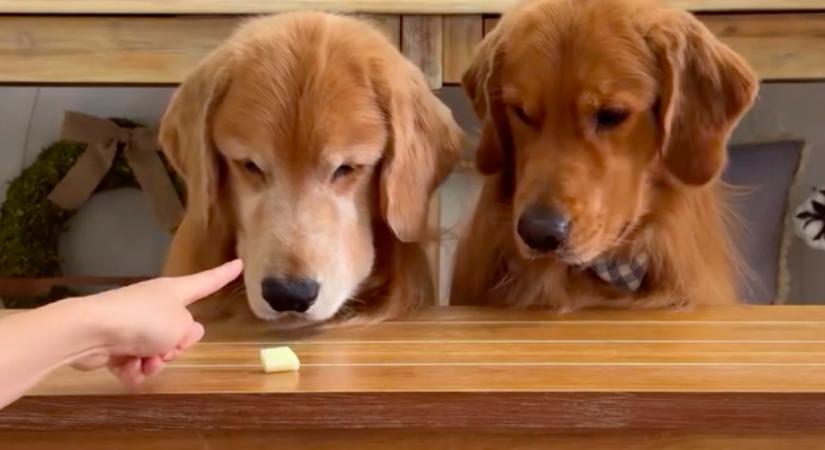 Egyedül hagyják a sajttal a golden retrievereket: ami ezután történik, sokakat elvarázsol - Videó