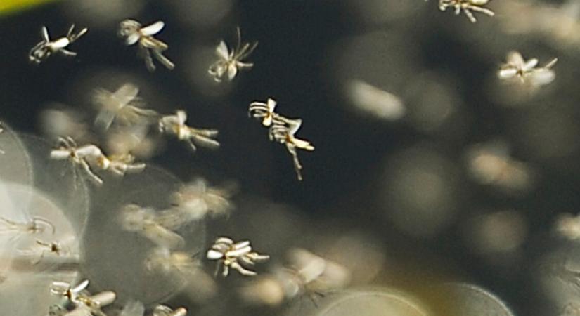 Kemenesi Gábor szerint veszélyes lehet az emberekre egy szúnyogirtó szer – Magyarországon is használják