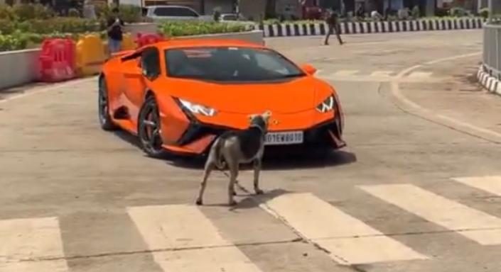 Bivalyerős Lamborghinivel szórakozott egy kóbor kutya