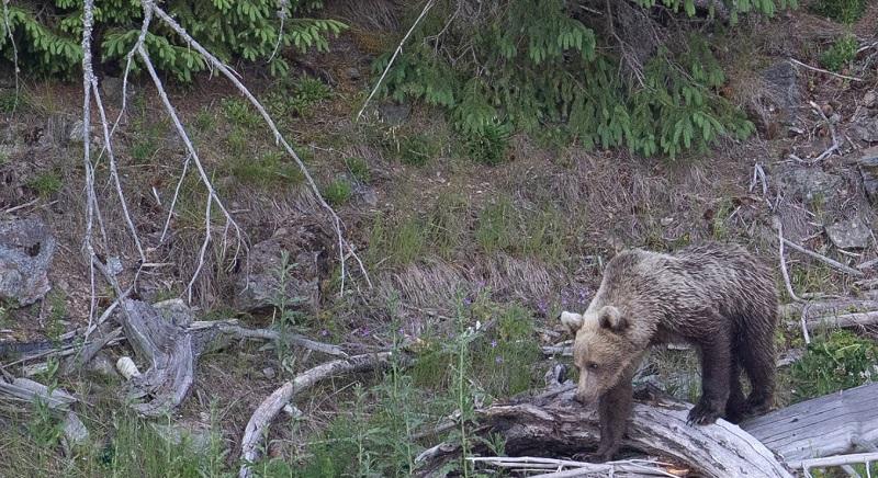 Drasztikusan megemelnék a medveetetésért kiróható bírságot