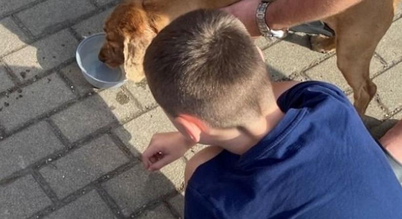 Rémült állat futkározott Balatonfenyvesnél a 7-es főúton, közbeléptek a rendőrök