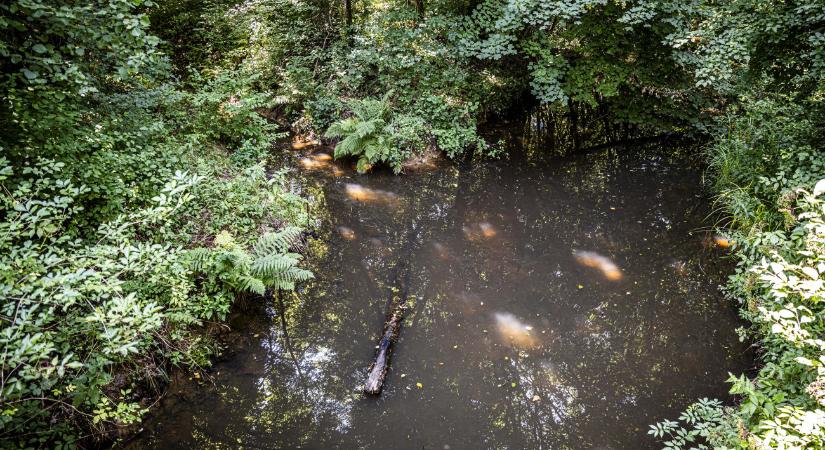 Több mint félmilliárd forintból újulnak meg az Őrségi Nemzeti Park élőhelyei