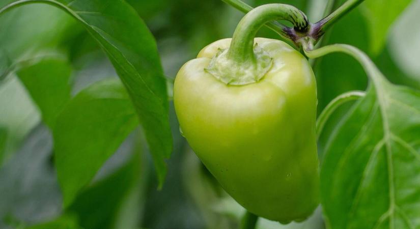Így ismerheti fel, ha a paprika szenved – mentse meg időben!