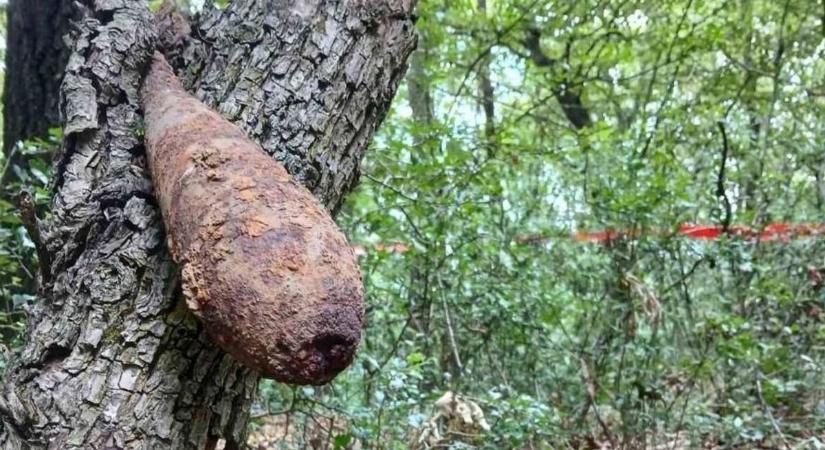 Bombát találtak egy fa törzsében a túrázók