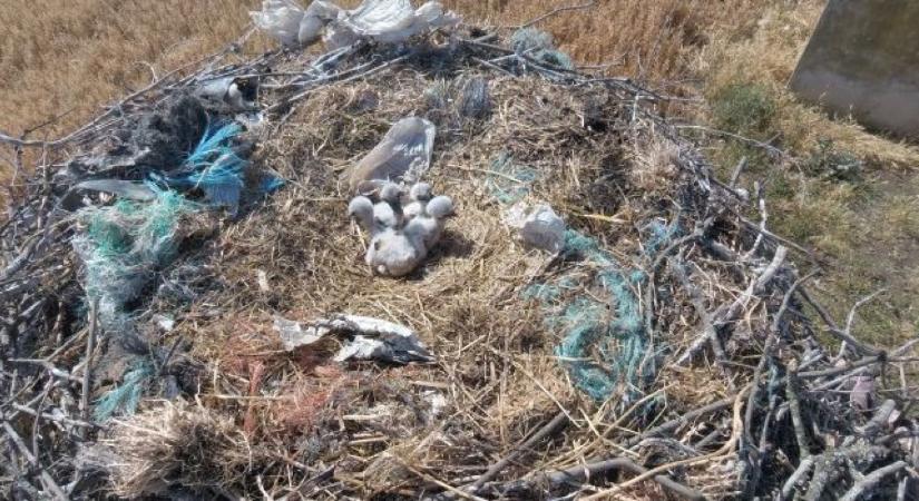 Halálos csapdává válnak a gólyafészkek a rengeteg szemét miatt