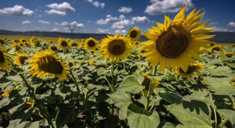 Ilyen a nyári természet legszebb arca: képeken a héregi napraforgómező