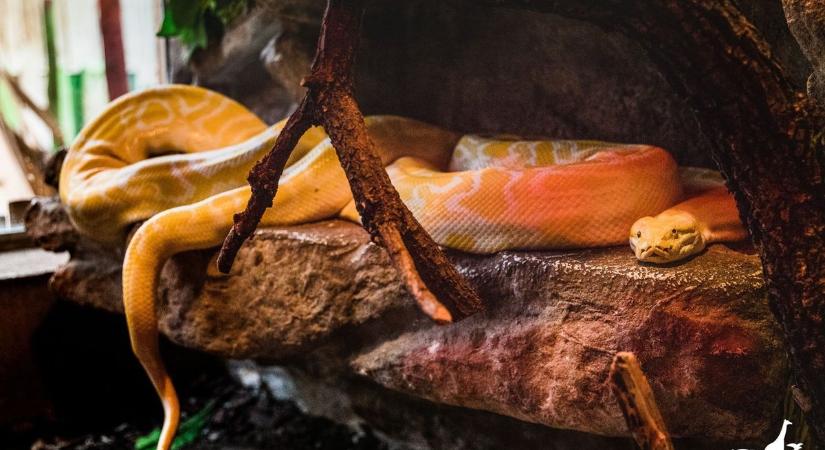 Kígyók világnapja: meglepő érdekességek és barátságos hüllők testközelből