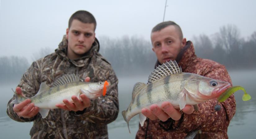 Amikor a Tisza súg: így olvasd ki a süllők jeleit télen is