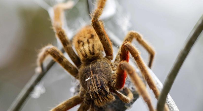 1500 madárpókot talált süteményesdobozokba rejtve a kölni vámhatóság