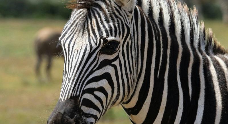 Elszabadult egy zebra a állatkertben – Hárman megsérültek