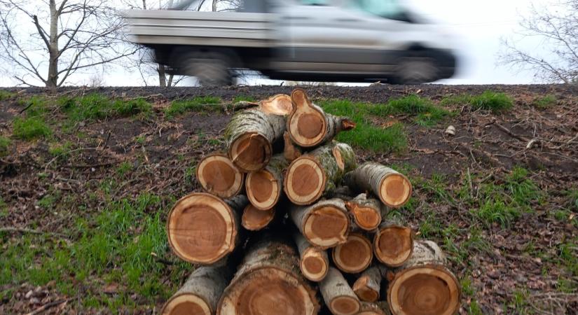 Veszélyes fakitermelés lesz szerdán Noszvaj felé