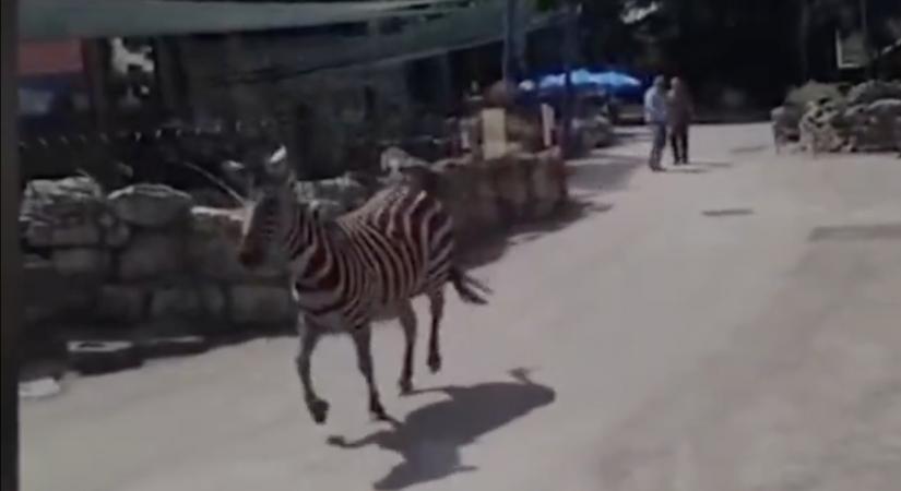 Három embert megsebesített egy elszabadult zebra a belgrádi állatkertben