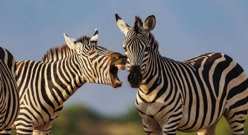 Egy gyereket és két felnőttet is megsebesített egy elszabadult zebra Belgrádban