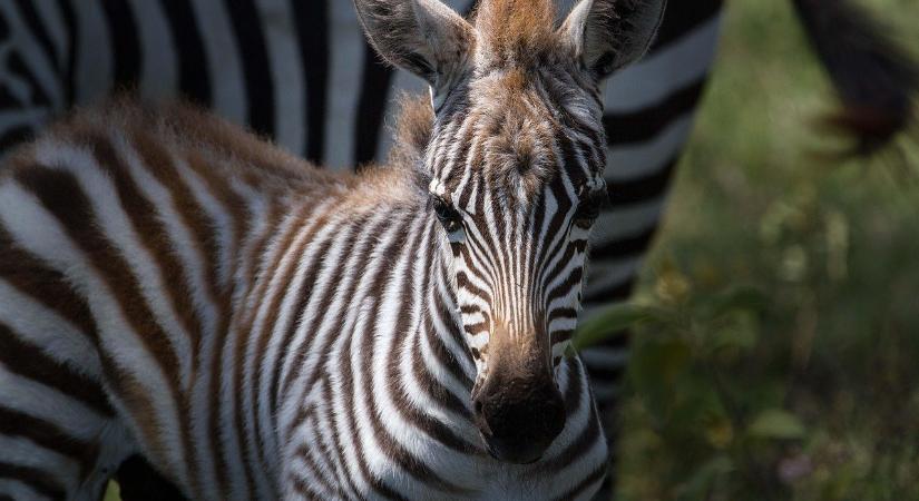 Kitört a pánik az állatkertben: szökött zebra garázdálkodott és több látogatót, köztük egy 2 éves gyermeket is megsebesített