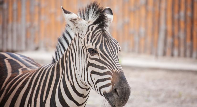 Kenguru után most zebra szabadult ki a belgrádi állatkerben
