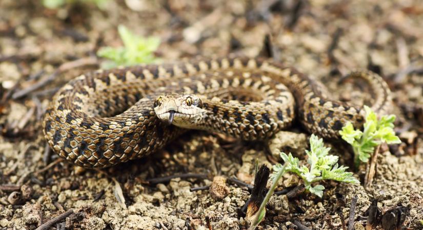 Veszélyes a magyar homoki vipera? A vipera elterjedése Magyarországon: ezt kell tenni, ha kígyóval találkozunk