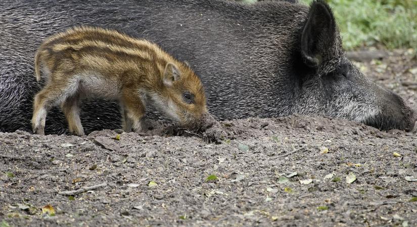 Kritikus az ASP helyzet a magyar-horvát határon