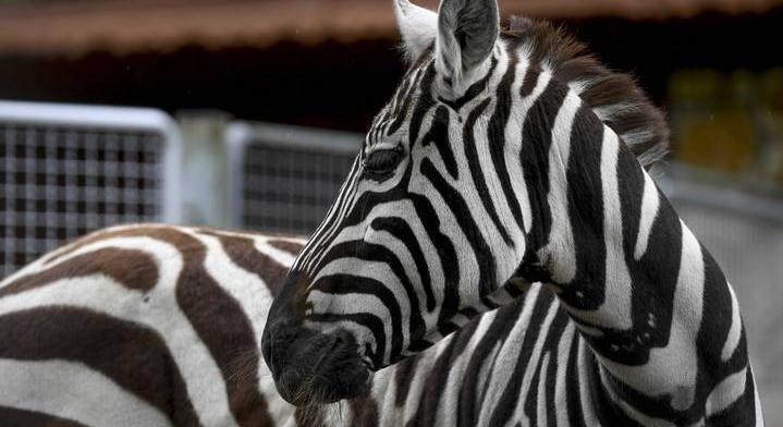 Videón, ahogy zebra randalírozik a belgrádi állatkertben, többen megsérültek