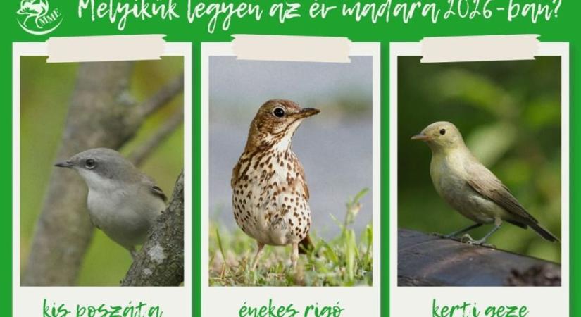 A dzsindzsa nindzsái - Három befutó az év madara címért
