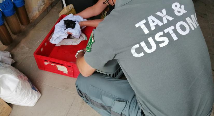 Több száz hamis órát találtak a pénzügyőrök a repülőtéren