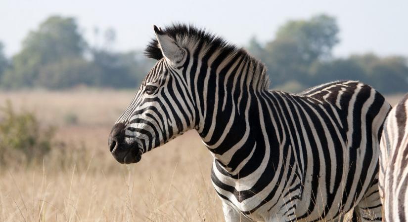 Elszabadult egy zebra Belgrádban, többeket megsebesített