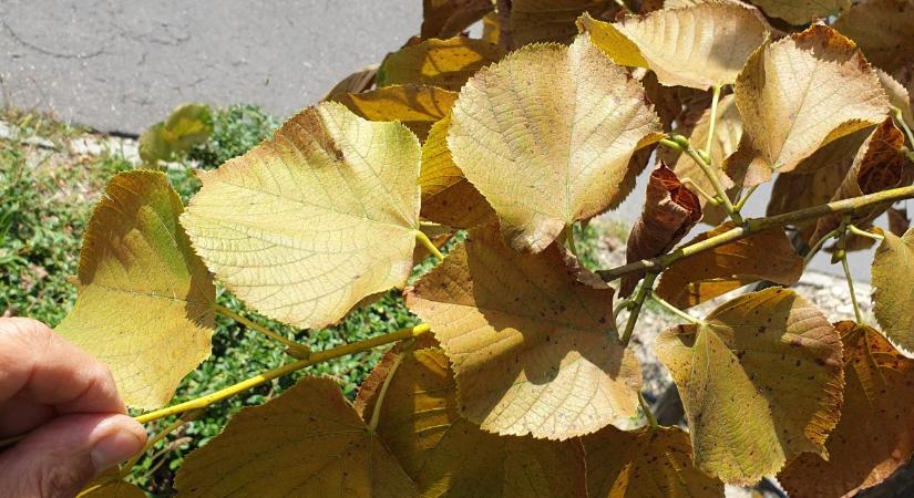 Repülnek, szívogatnak, pusztítanak – nyári kártevők a kertben és parkban