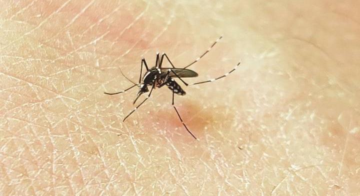 Halálos csonttörő vírust diagnosztizáltak magyaroknál: szúnyogoktól kapták el