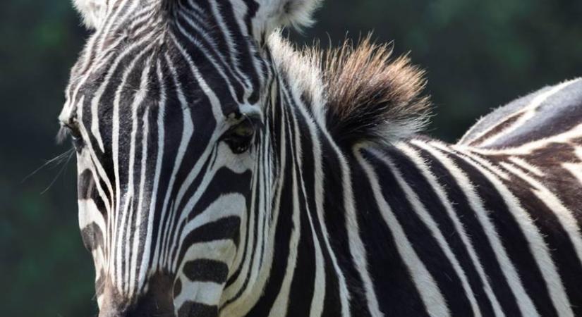 Videón, ahogy elszabadult egy zebra a belgárdi állatkertben: hárman kórházba kerültek