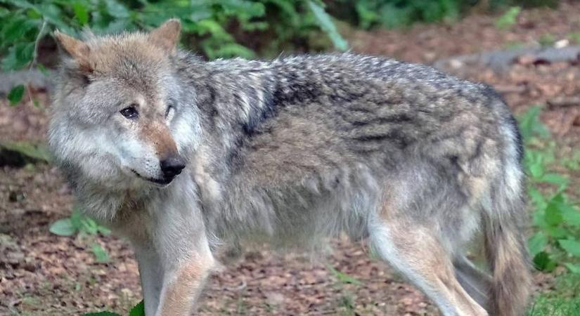 Ausztriai farkas-ügy: engedélyt adtak a kilövésre