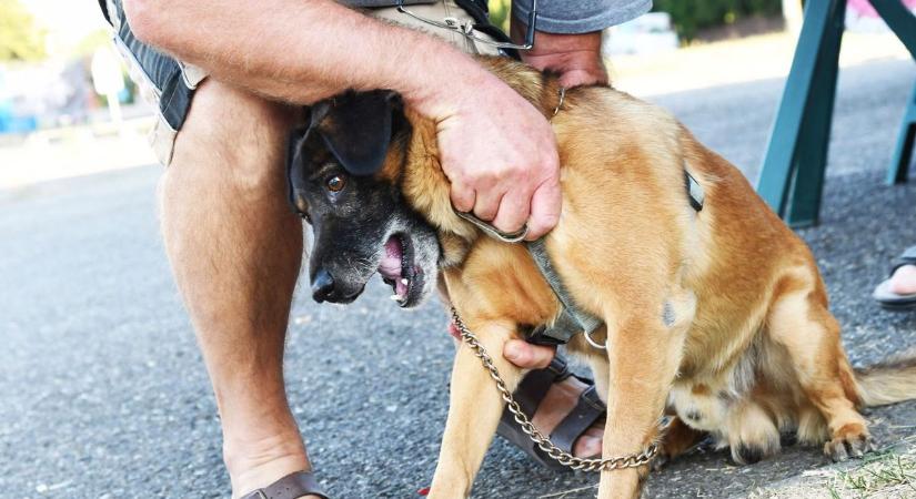 Kutyatartók, figyelem! Kötelező eboltás lesz a településen