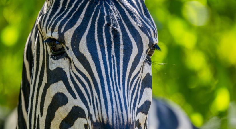 Videón a zebra, aki megunta az állatkertet és kiszökött a belgrádi utcákra