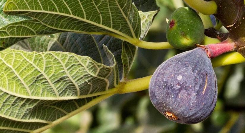 Mit igényel a dézsás füge nyáron? – Így gondozza júliusban