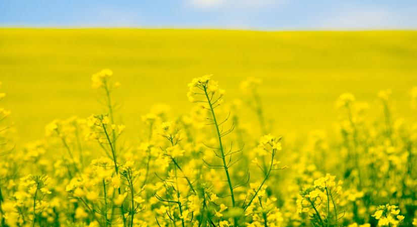 KWS – Tíz éve első a repcetáblákon*, első az innovációban!