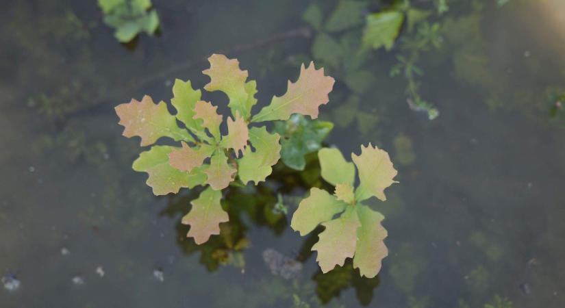 Vízpótlás a Tarpai-erdőben