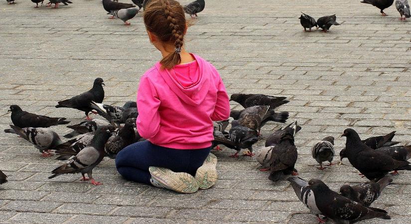 „Galambháború” Békéscsabán, elszánt harcot vív a városvezetés