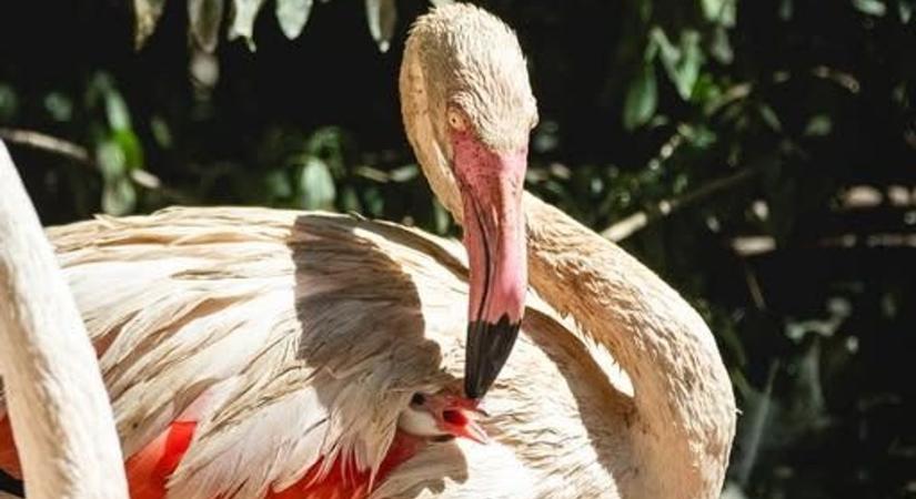 Történelmet írtak a veszprémi flamingók: megszületett az első fióka!