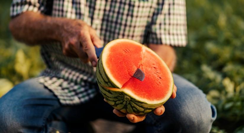 Eláruljuk a titkot: ezekre figyelj, ha jó dinnyét akarsz venni!