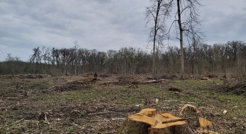 A tarvágás káros, és az állami erdészetek tudnák felelősebben kezelni hazánk erdeit – ezt üzeni a WWF Magyarország Klímabarát Erdőgazdálkodó díja