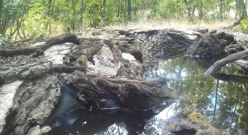 Nem hiszel a szemednek! Szuper cuki állatot örökített meg a Bedő vadkamerája – videóval