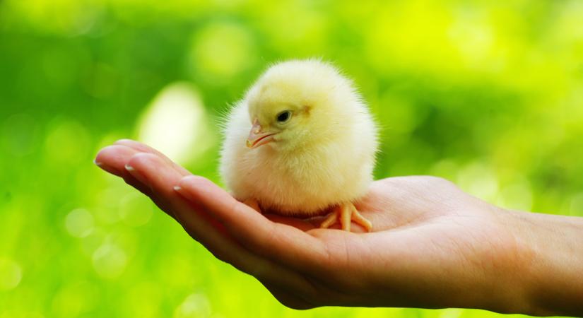 70 darab csibe kelt ki a szupermarketben vásárolt tojásból