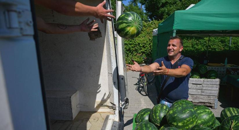 Ön is ütögeti a dinnyét vásárlás előtt? Megdöbben, ha beavatjuk, hogyan veheti meg a legjobbat  fotók