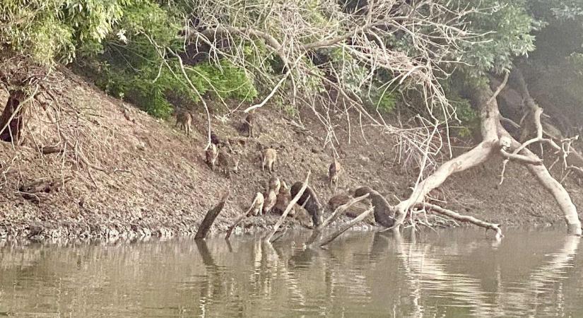 Ha nem készít videót, senki se hitte volna, mit látott a Tisza partján a férfi – videóval
