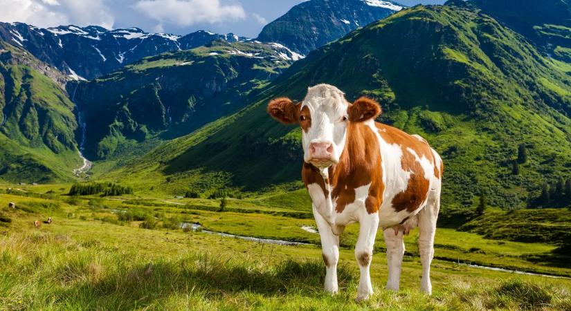 Tehéntámadás Ausztriában: halálos veszedelem az alpesi legelőkön!