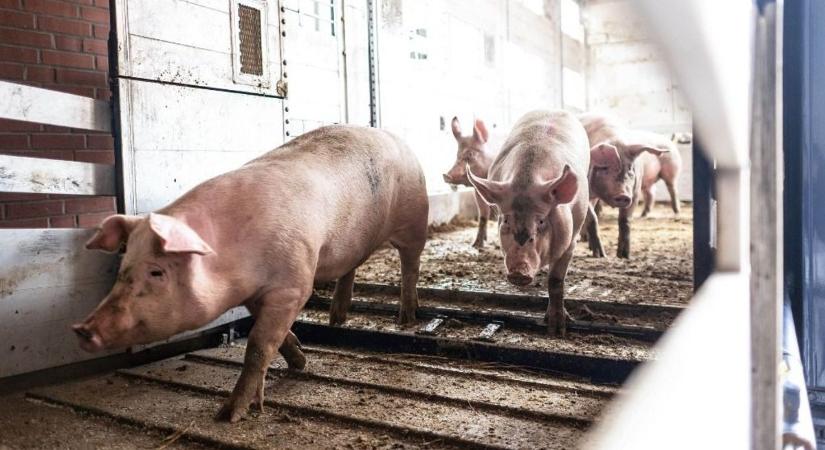 Elmaradt a grillszezon berobbanása Európában, érkezett helyette az olcsóbb sertés