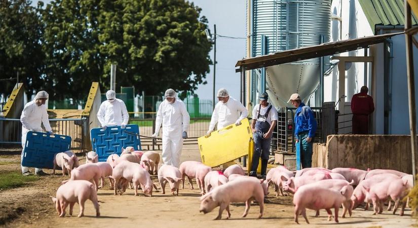 Halálos kór pusztít a szomszédban – Baranya veszélyben