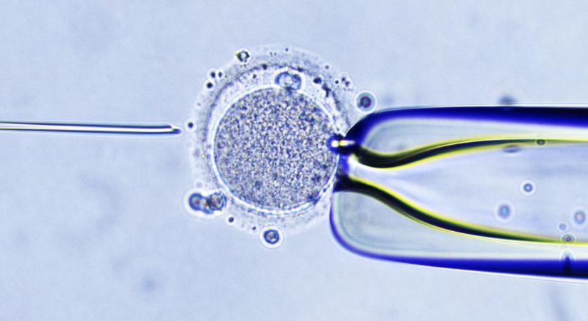 Hihetetlen eredmény: nyolc egészséges baba született három ember DNS-éből