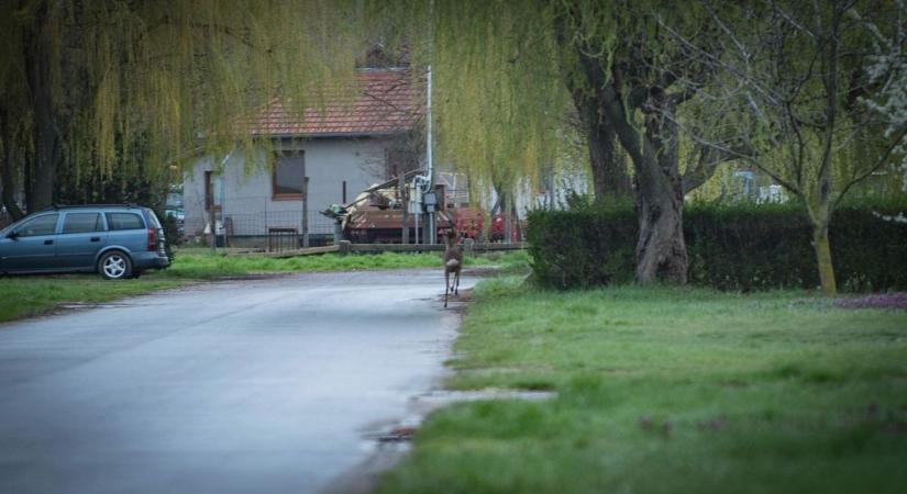 Hajdú-Bihar is a legfertőzöttebb területek között szerepel
