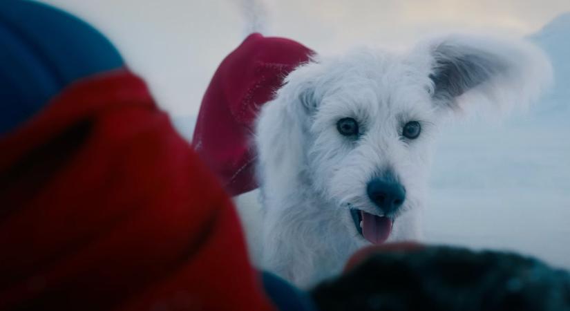 James Gunn Supermanje 500%-os növekedést eredményezett a kutyák örökbefogadásában