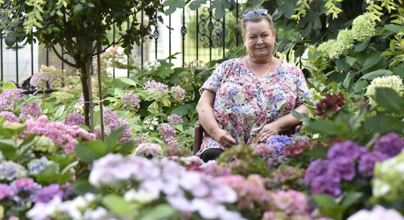 Hortenziatenger gyógyítja csodakertjében az ásványrárói asszony lelkét - fotók, videó