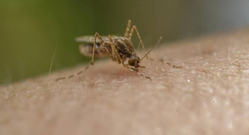 Halálos trópusi betegség jelent meg Magyarországon: ezek a tünetei
